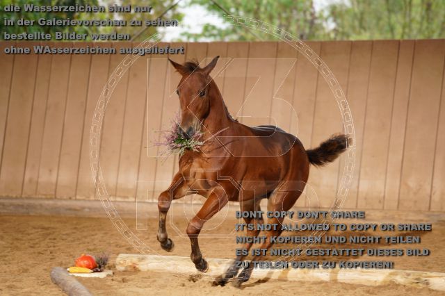 s_K3F05103.JPG